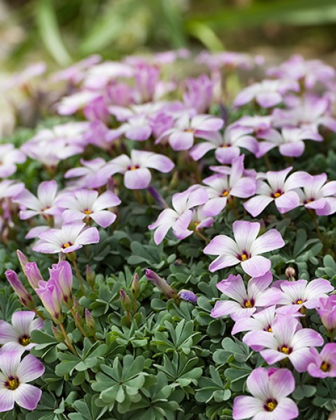 Oxalis adenophylla.jpg